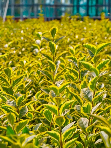 Бирючина обыкновенная Aureum (Ауреум)