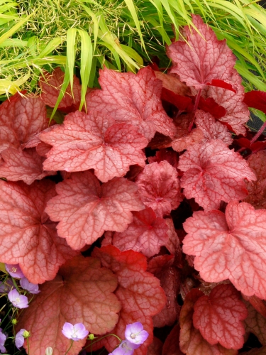 Гейхера Georgia Peach (Джорджия пич)