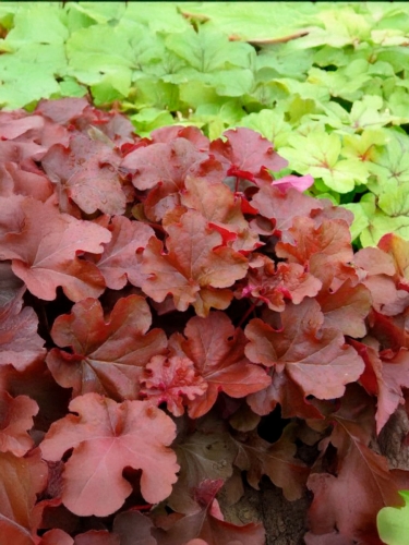 Гейхера Penelope (Пенелопа)