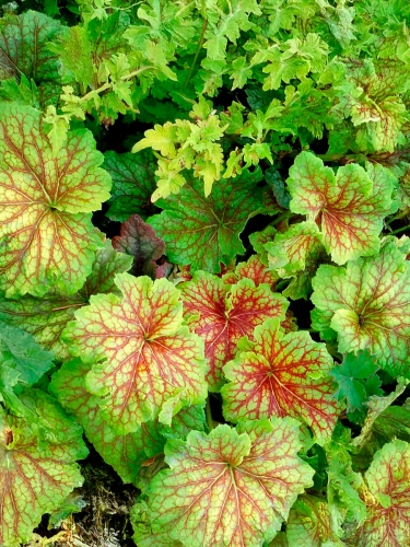 Гейхера Red Lightning (Рэд Лайтинг)