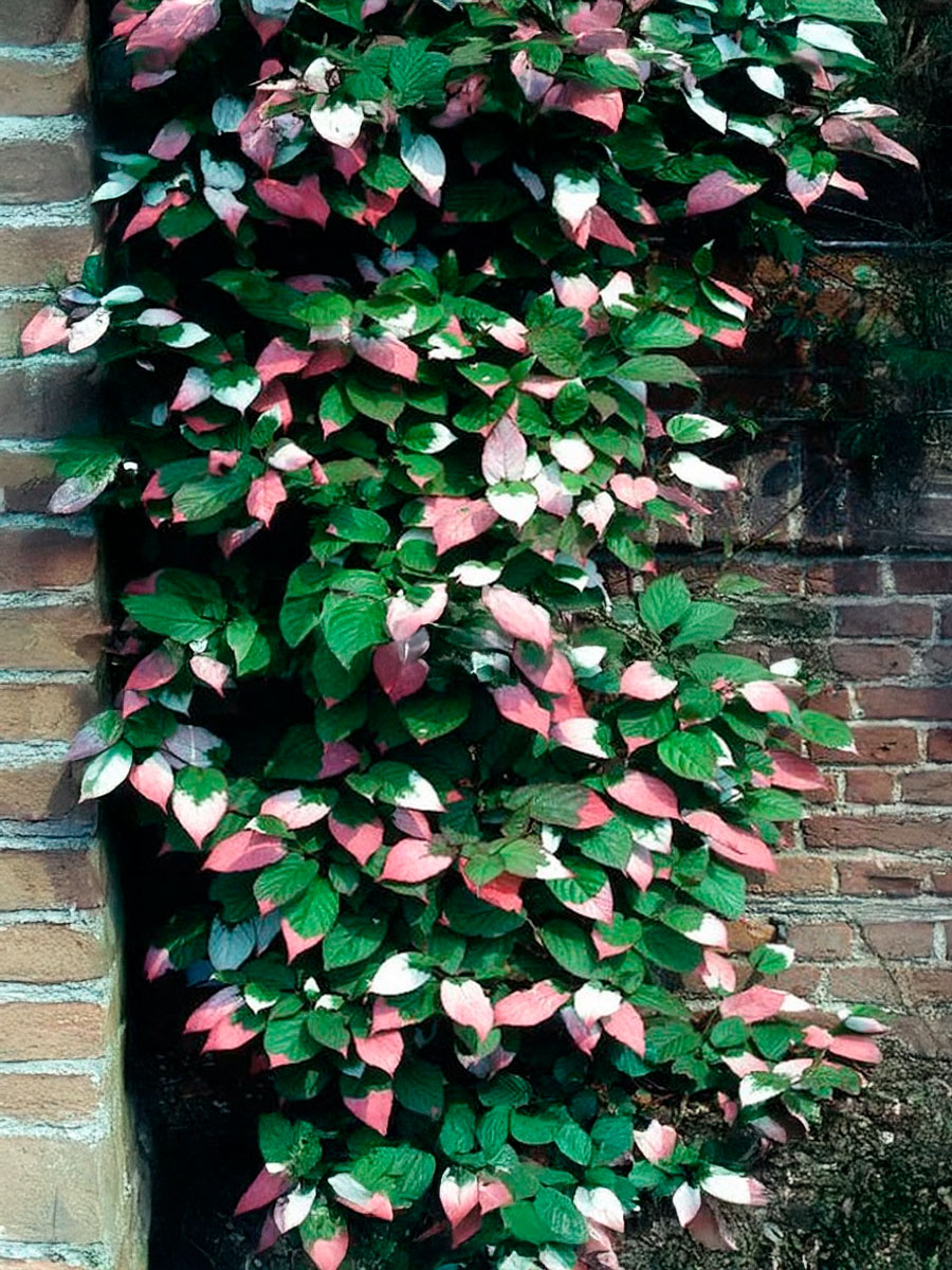 Актинидия коломикта Adam Адам (М)