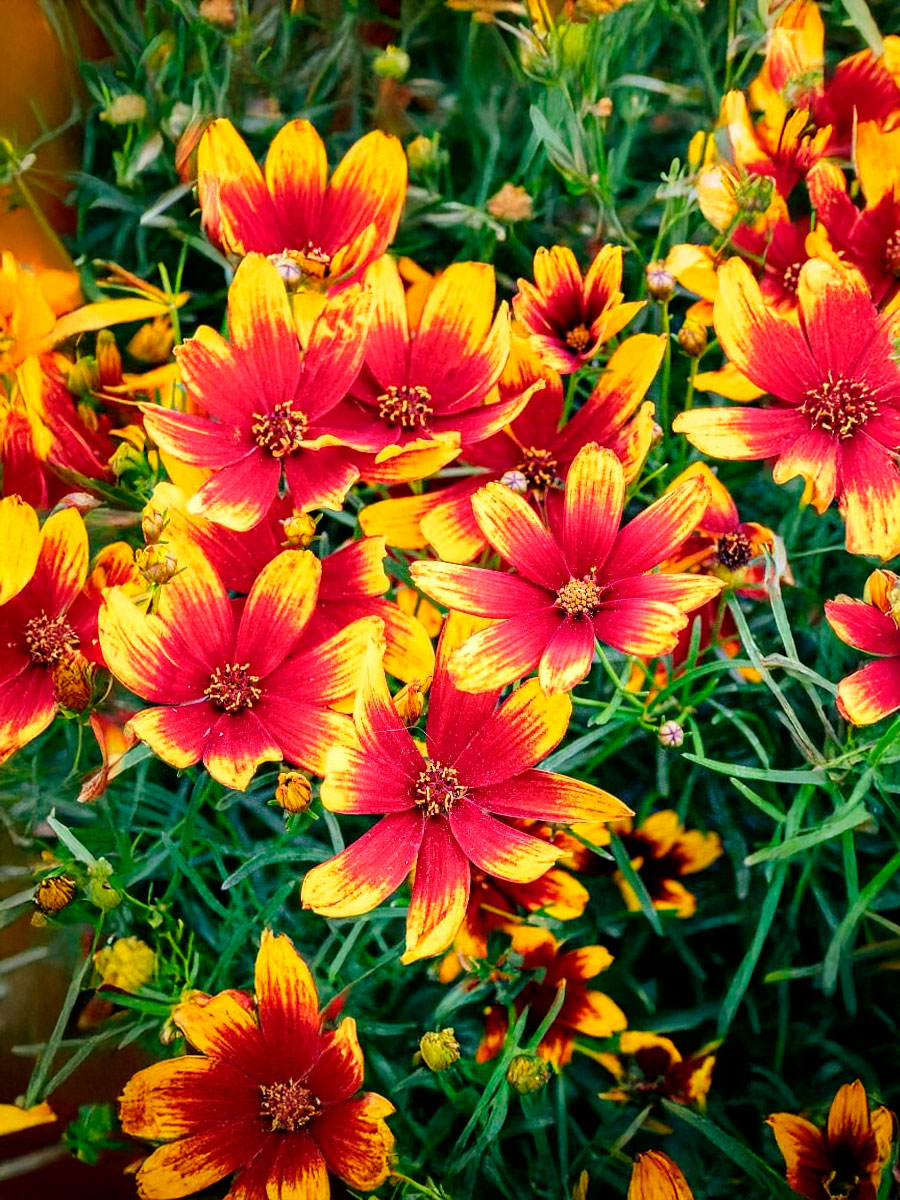 Кореопсис Corleone Red Yellow (Корлеоне Ред Йеллоу) P9