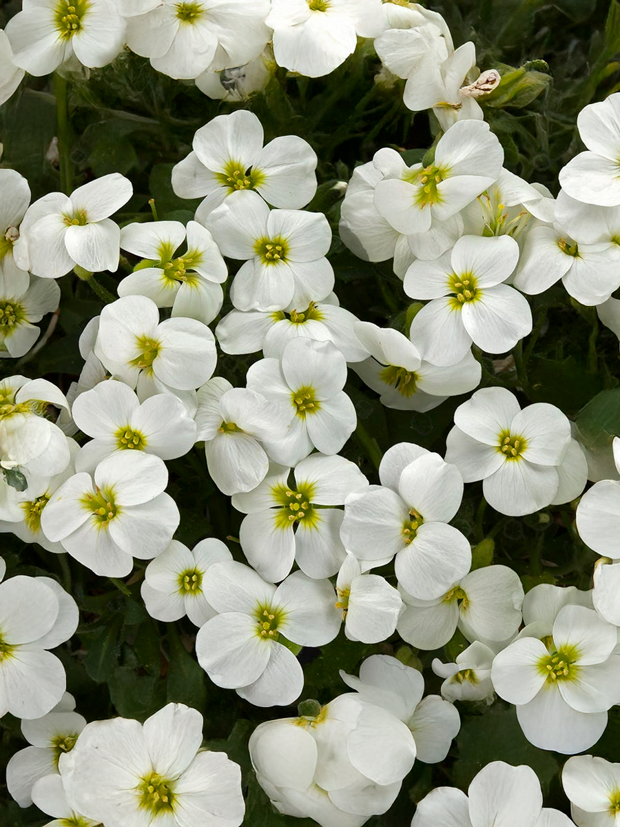 Обриета дельтовидная Florado White (Флорадо Вайт) P9