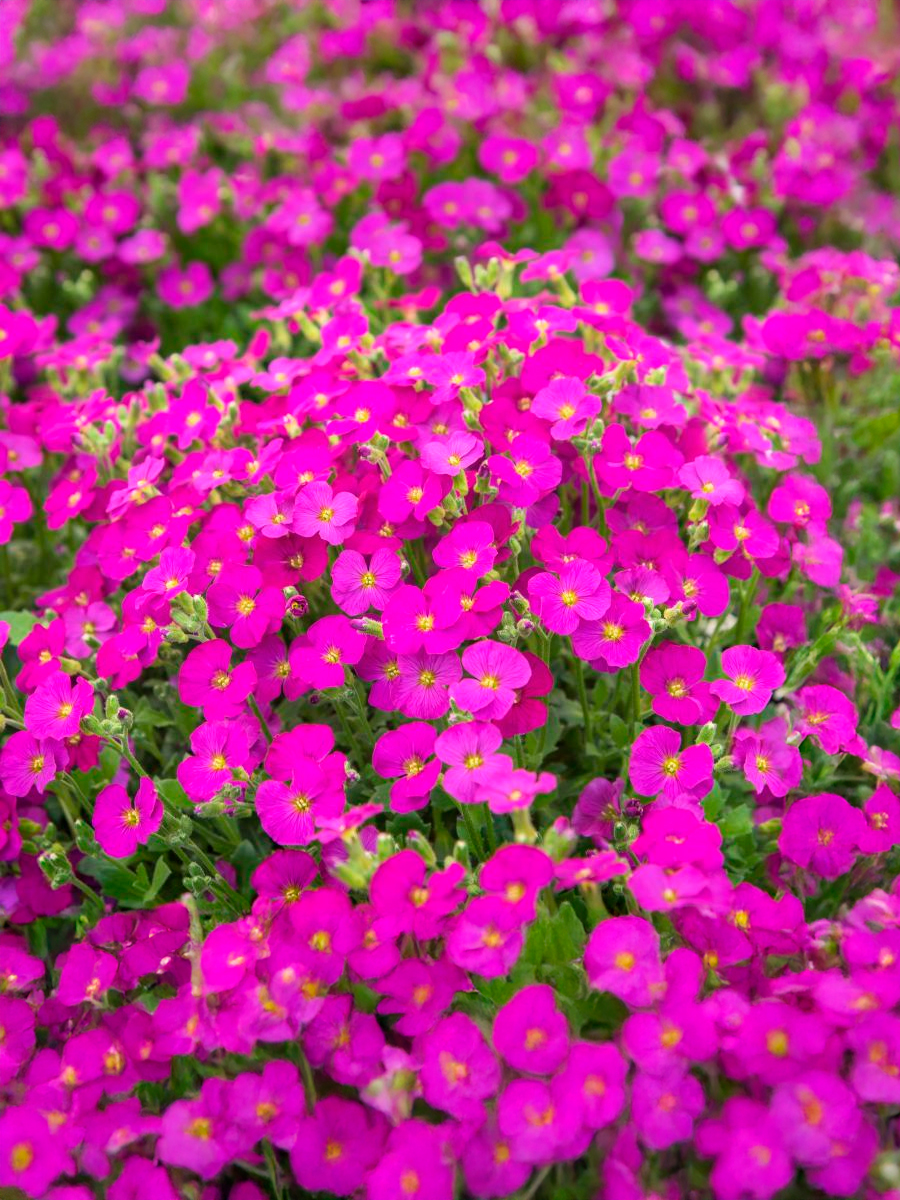 Обриета гибридная Florado Rose Red (Флорадо Роуз Ред) P9