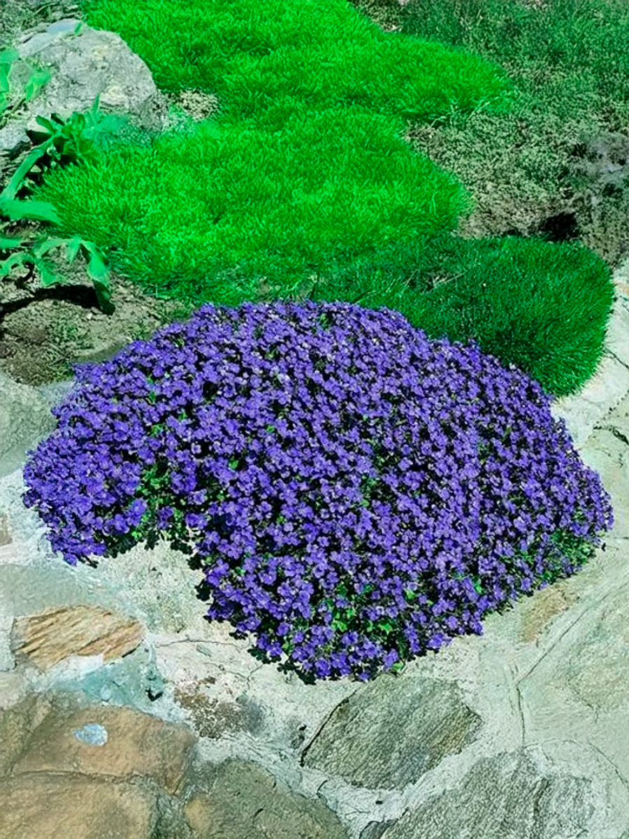 Обриета культурная Florado Blue Eye (Флорадо Блю Ай) P9