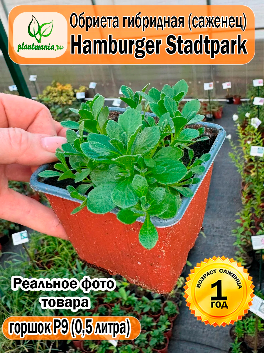 Обриета гибридная Hamburger Stadtpark (Гамбург Стадпарк) P9