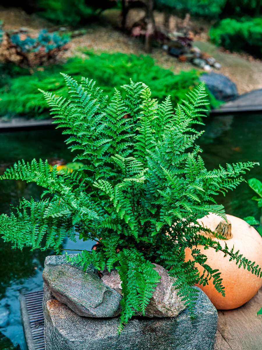 Щитовник родственный Crispa (Криспа)