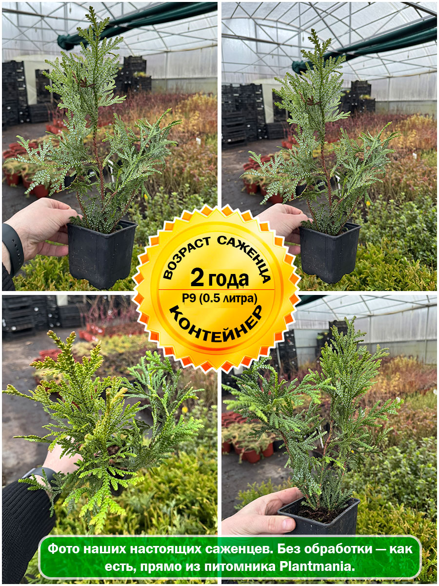 Туевик долотовидный P9