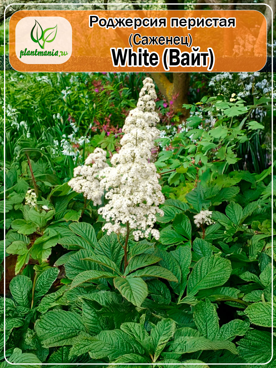 Роджерсия перистая White (Вайт)