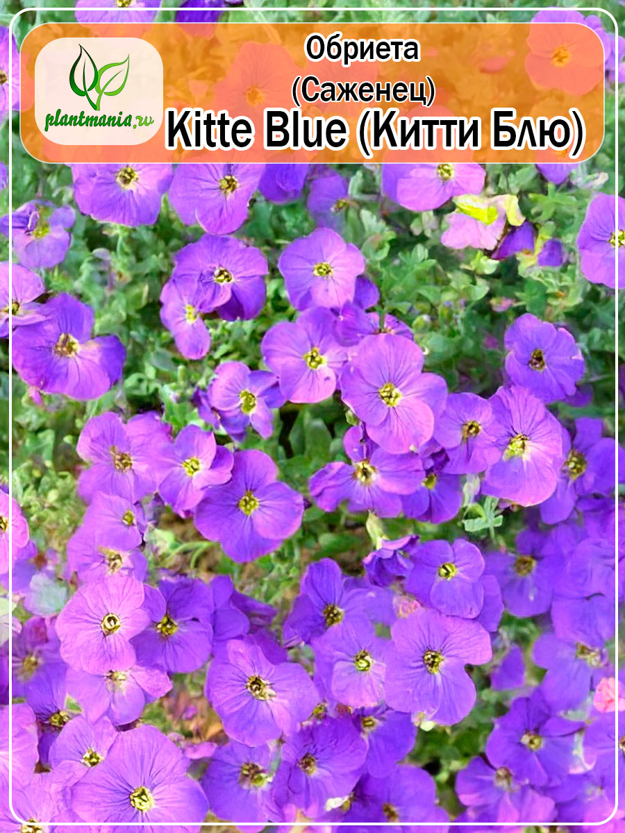 Обриета дельтовидная Kitte Blue (Китти Блю) P9