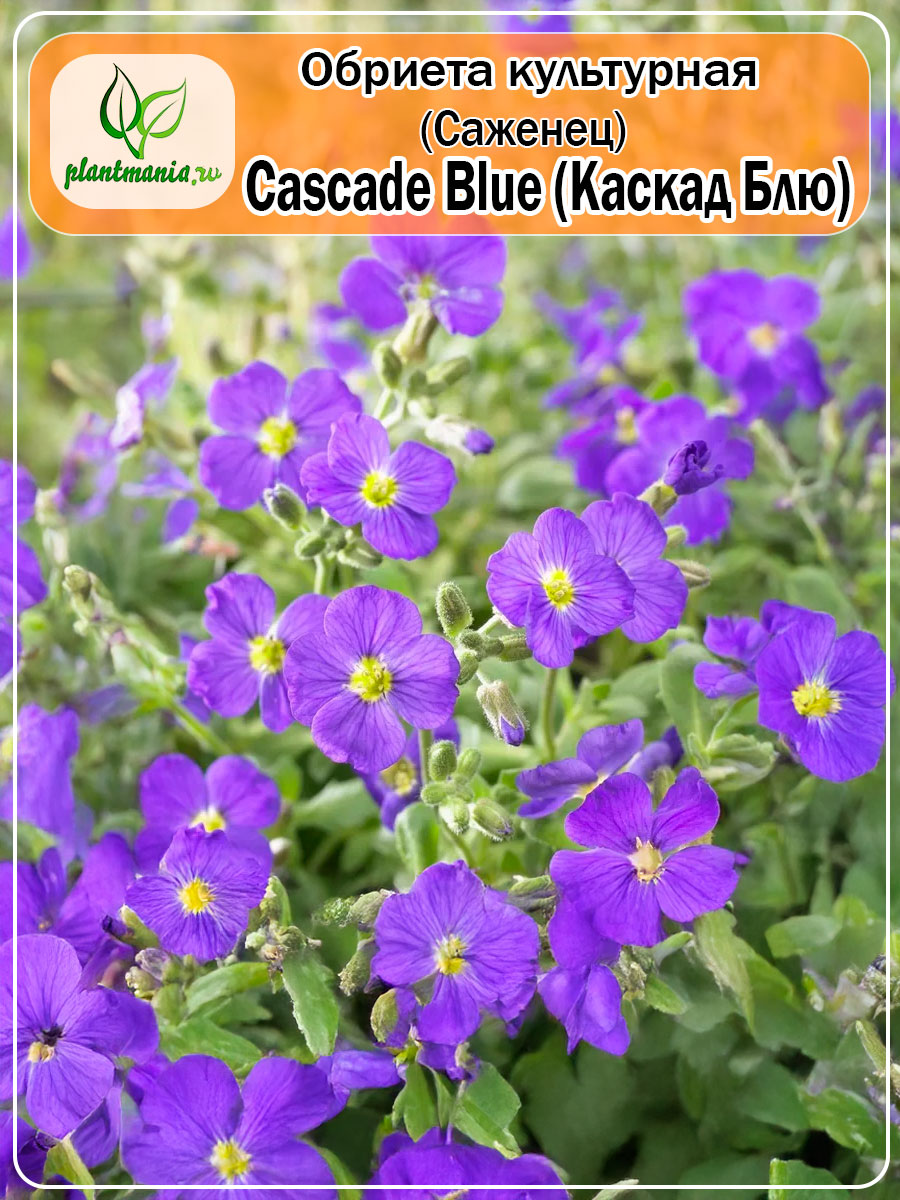 Обриета культурная Cascade Blue (Каскад Блю) P9