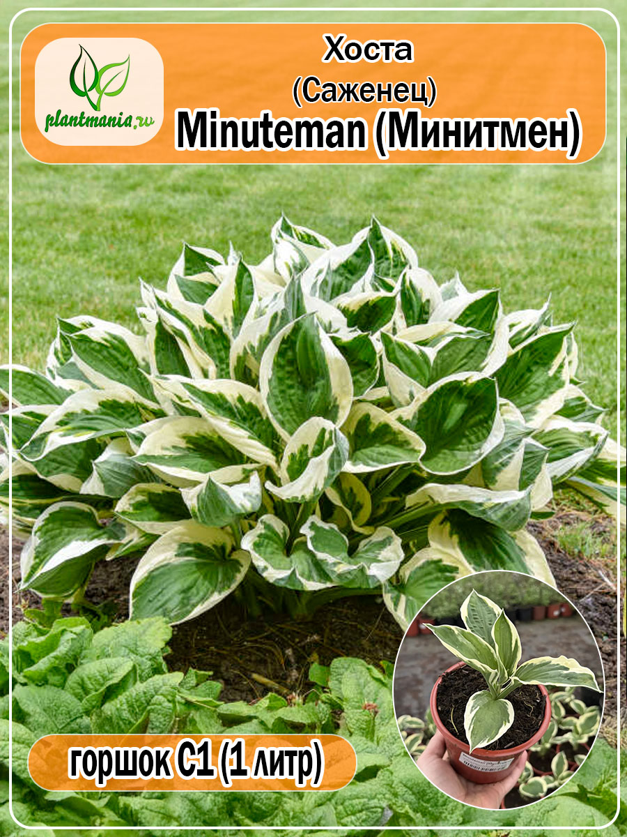 Хоста Minuteman (Минитмен)