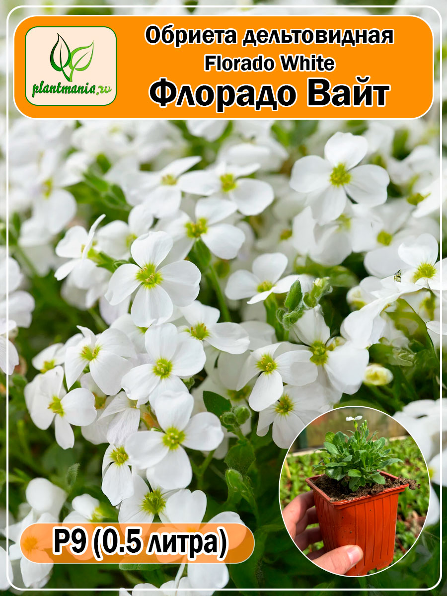 Обриета дельтовидная Florado White (Флорадо Вайт) P9