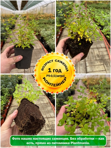 Спирея японская Little Princess Р9