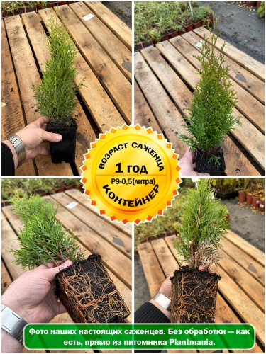 Туя западная Smaragd (Смарагд) P9