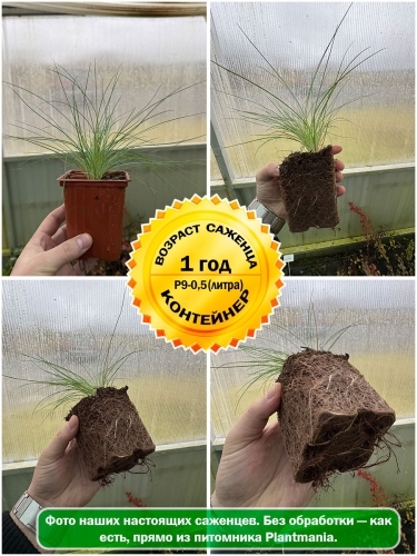 Овсяница сизая Glauca (Глаука) P9