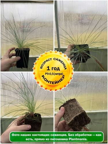 Овсяница сизая Blue Select (Блю Селект) Р9