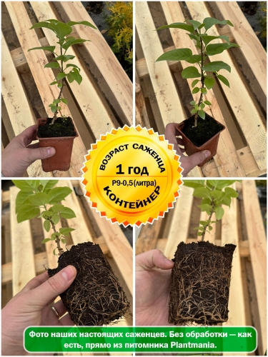 Сирень обыкновенная Красавица Москвы (Р9)