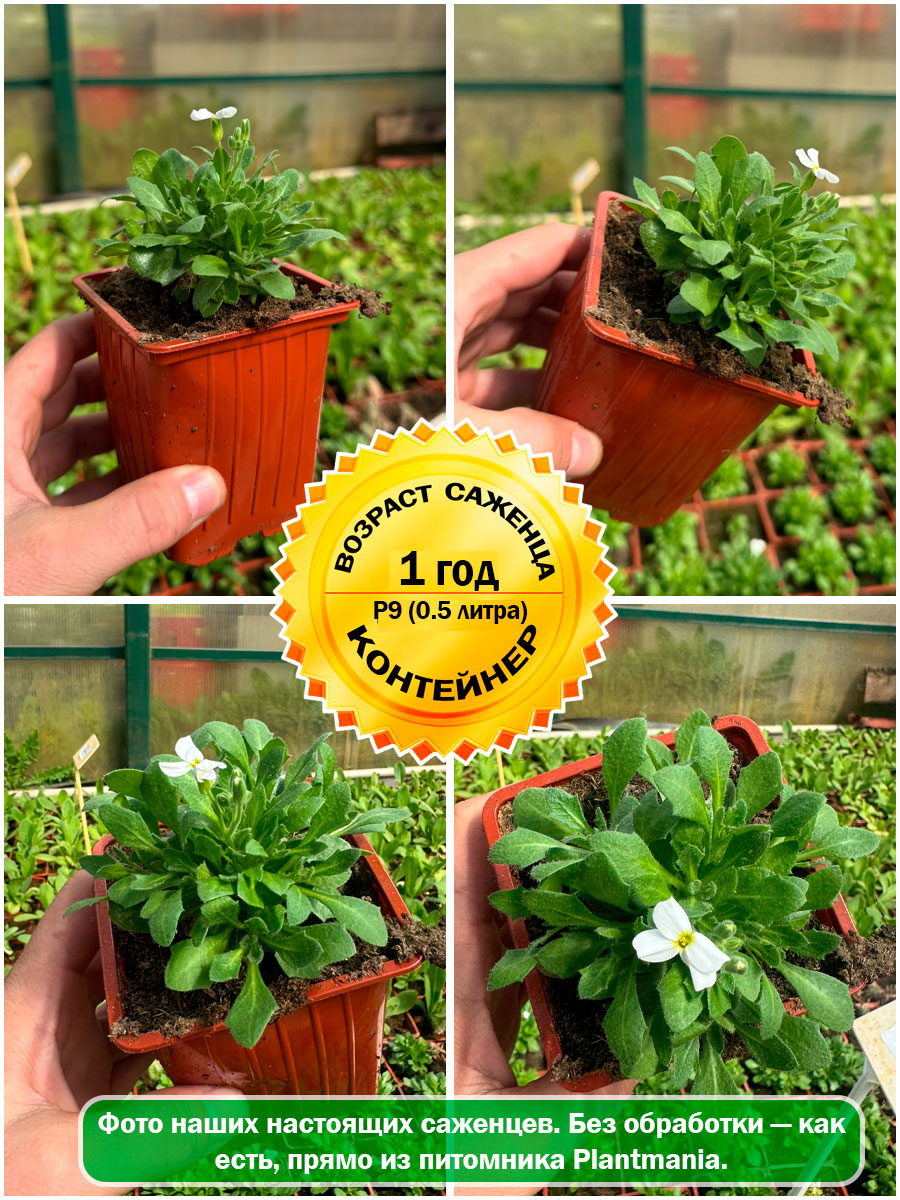 Обриета дельтовидная Florado White (Флорадо Вайт) P9