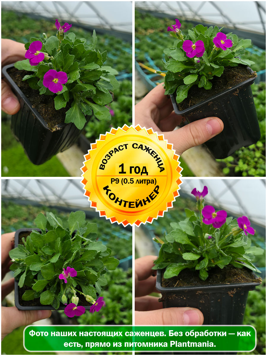 Обриета Florado Neon Pink (Флорадо Неон Пинк) P9