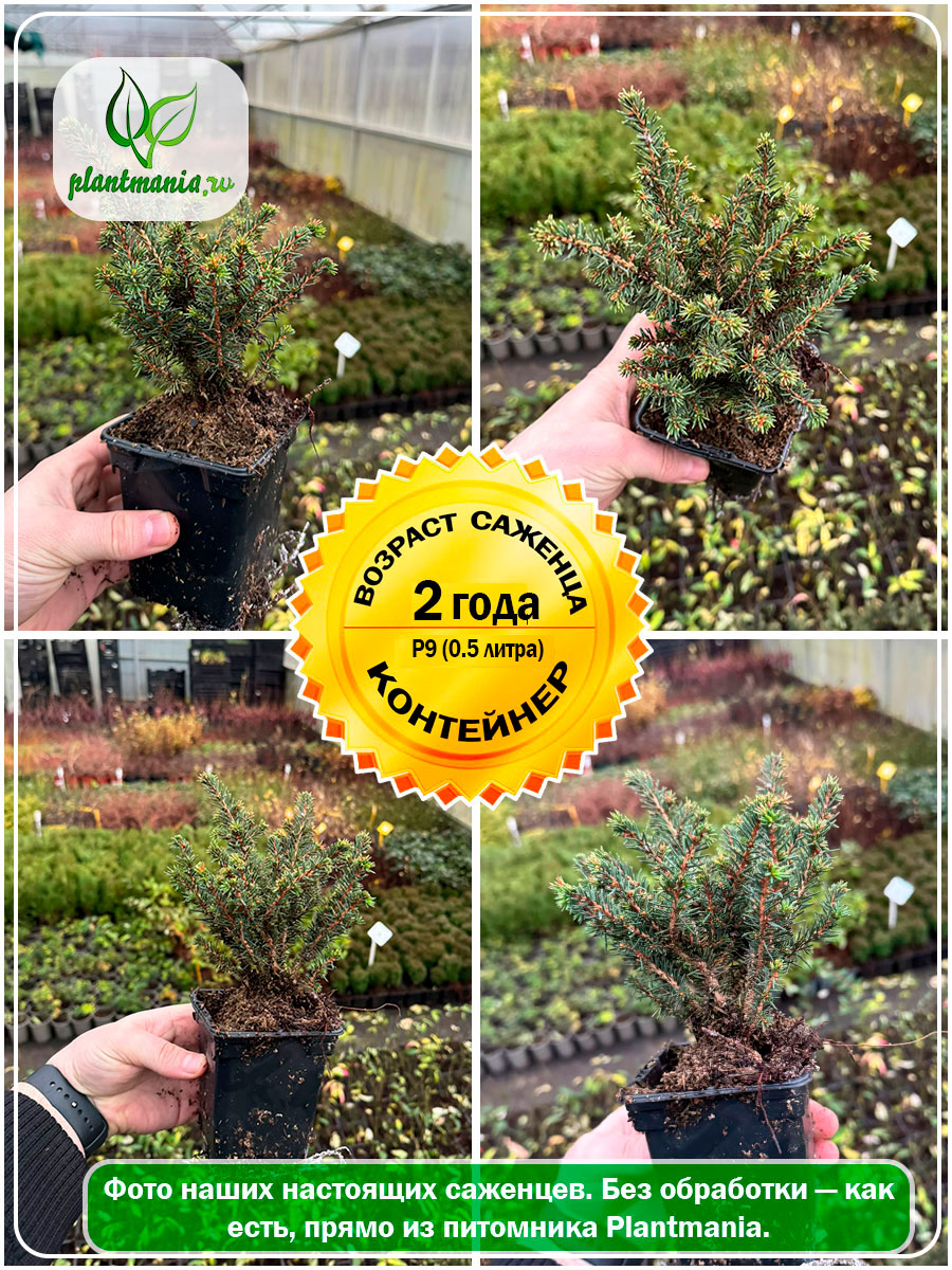 Ель сербская Karel (Карел) Р9
