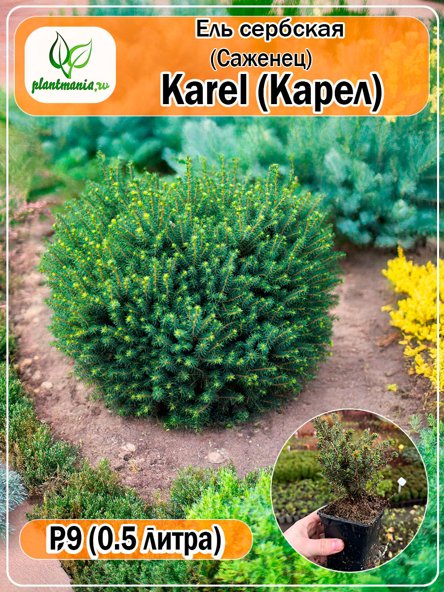 Ель сербская Karel (Карел) Р9