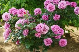 U faqat otkinchining sikini silkitishga rozi boldi.