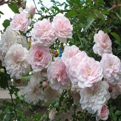 Почвопокровные розы - купить в садовом центре в Москве | Розы | Каталог  растений