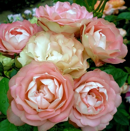 Роза Акрополис (Rosa Acropolis): описание, плюсы и минусы сорта, отзывы цветоводов