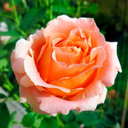 Роза плетистая Polka 91 (Полька 91)