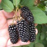 Ежевика садовая Karaka Black (Карака Блек)