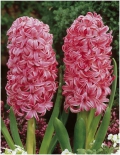 Гиацинт садовый Pink Pearl (Пинк Перл)