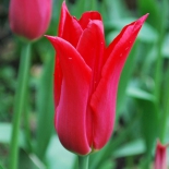 Тюльпан лилиецветный Red Shine (Ред Шайн)