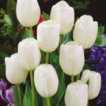 Тюльпан White Prince  (Уайт Принс)