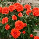 Роза миниатюрная Orange Juwel (Оранж Джувел)