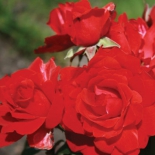 Роза флорибунда Satchmo (Сачмо)