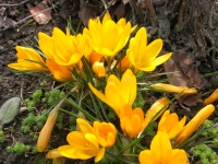Крокус весенний Golden Yellow