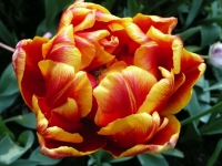 Тюльпан махровый Cilesta (Силеста)