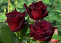 Роза чайно-гибридная Black Baccara (Блэк Баккара)