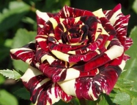 Роза чайно-гибридная Abracadabra (АбракадАбра)