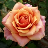 Роза чайно-гибридная Cherry Brandy (Черри Бренди)