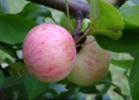 Яблоня сорт Грушовка