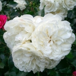 Роза миниатюрная White Gem (Вайт Джем)