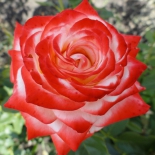 Роза чайно-гибридная Imperatrice Farah (Императрица Фарах)