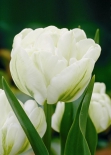 Тюльпан махровый Up White (Ап Вайт)