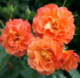 Роза плетистая Westerland (Вестерланд)