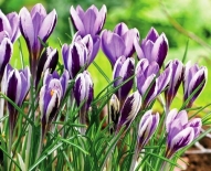 Крокус ботанический Spring Beauty (Спринг Бьюти)