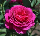 Роза Чайно-гибридная Big Purple (Биг Перпл)