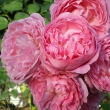 Роза английская Mary Rose (Мэри Роуз)