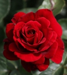 Роза плетистая  Naheglut (Нахеглют)